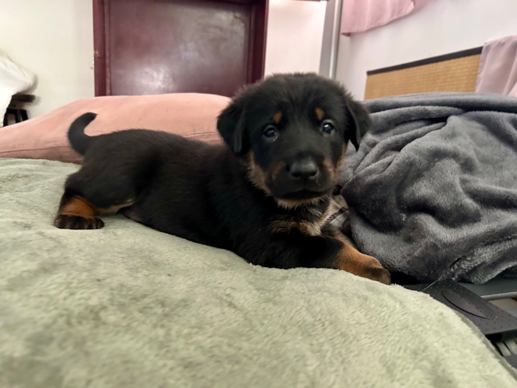 De Soro-soro - Chiot disponible  - Berger de Beauce