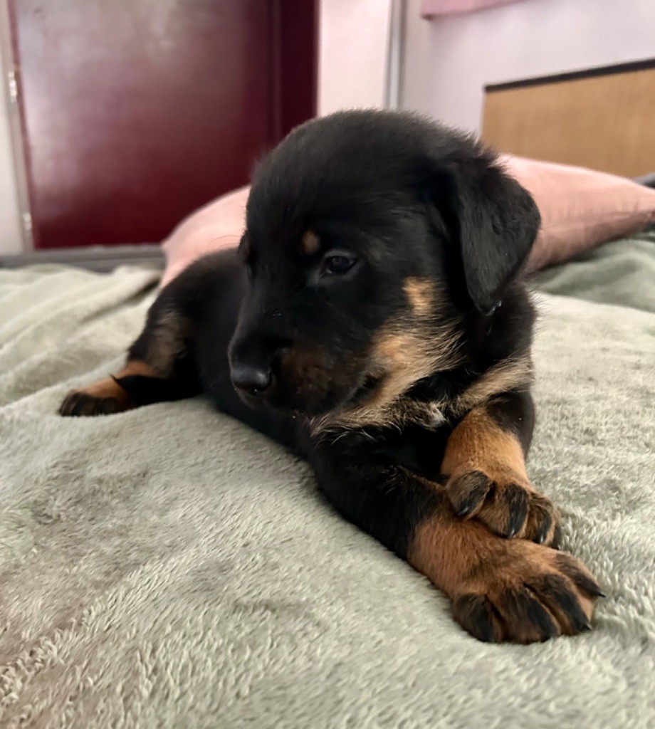 De Soro-soro - Chiot disponible  - Berger de Beauce