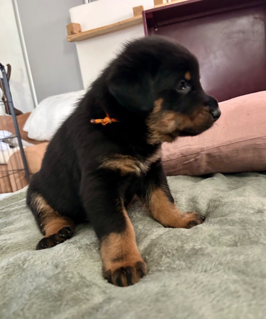 De Soro-soro - Chiot disponible  - Berger de Beauce