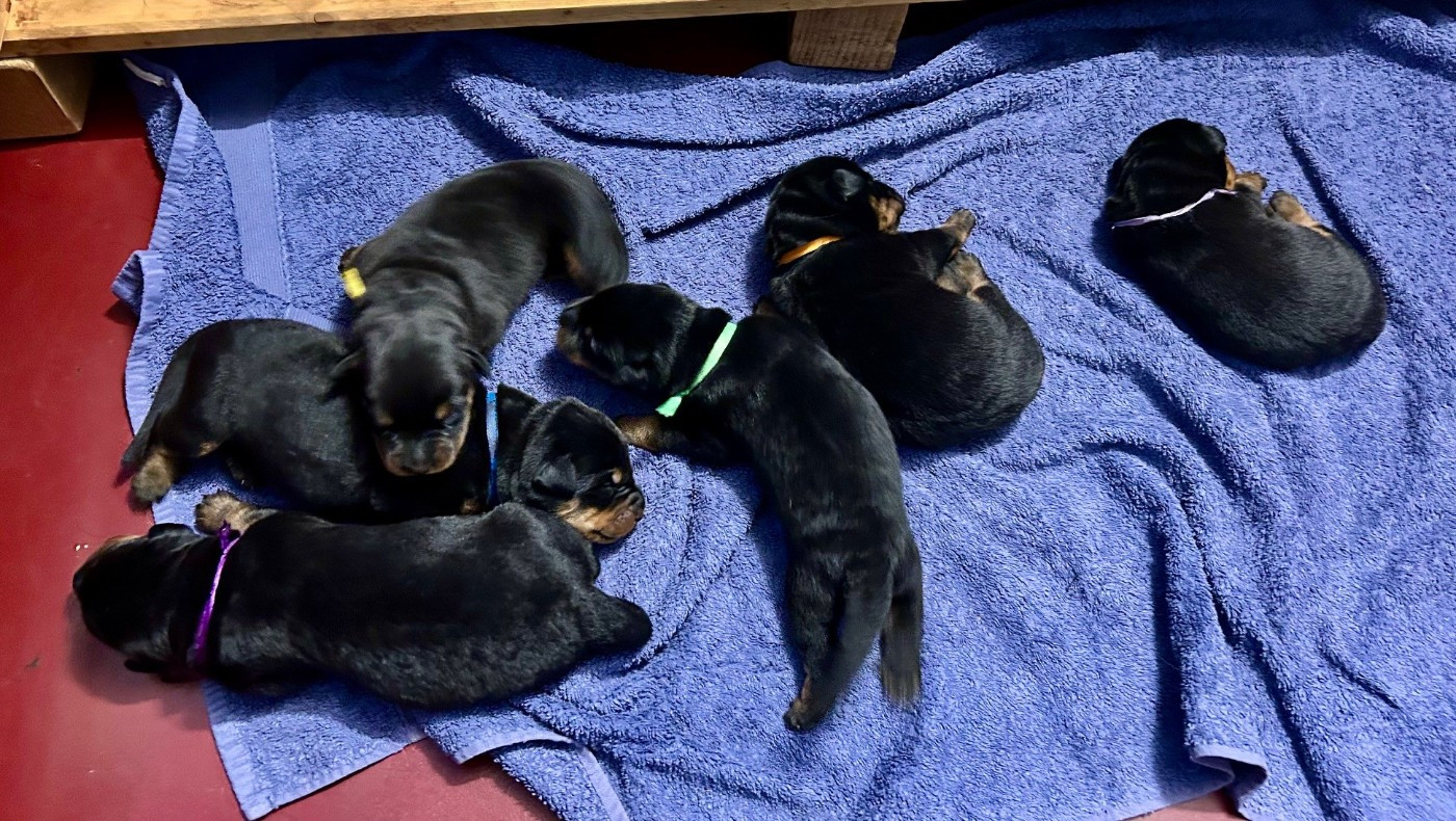 Les bébes sont nés et toute la tribu se porte à merveille !