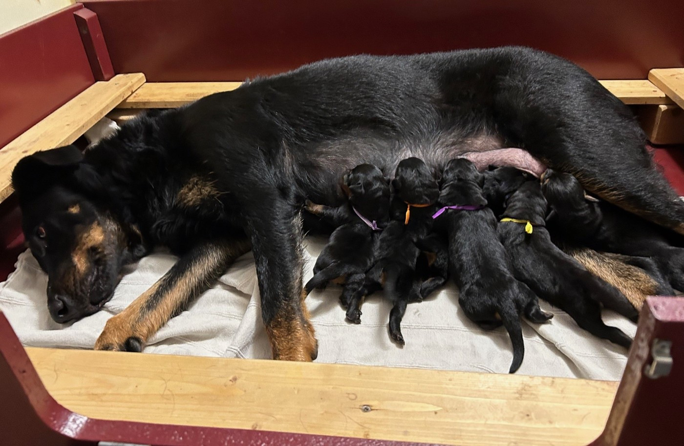 Chiot Berger de Beauce De Soro-soro