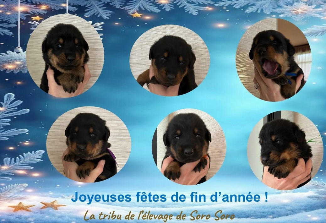 De Soro-soro - Berger de Beauce - Portée née le 05/12/2025