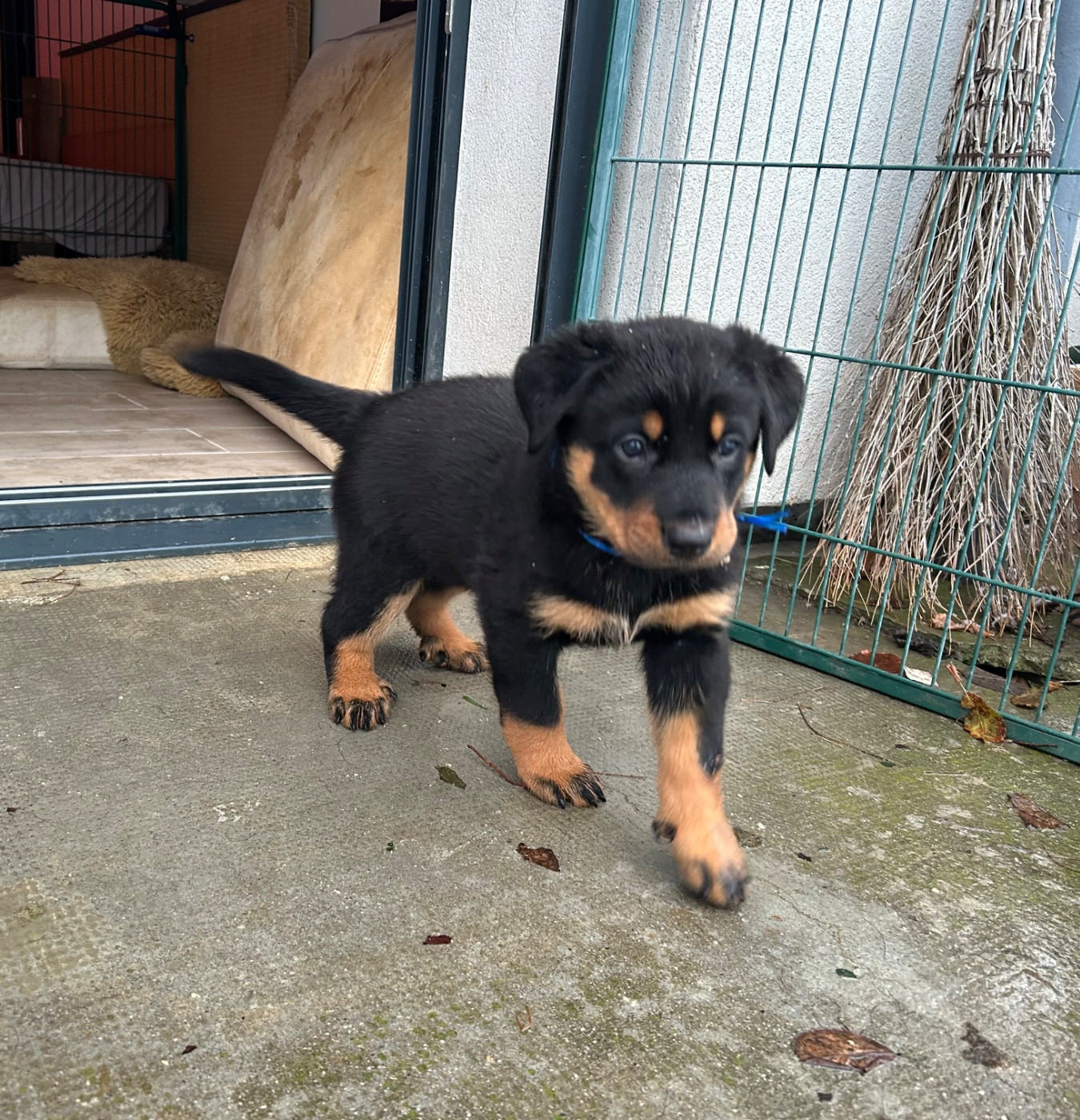 De Soro-soro - Chiots disponibles - Berger de Beauce
