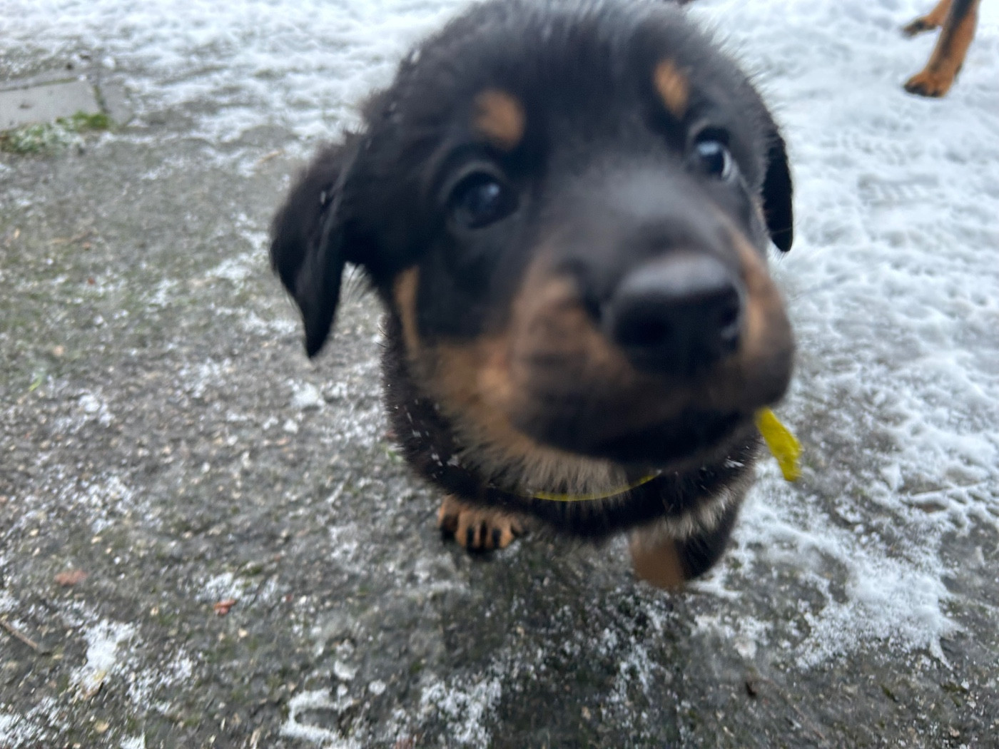 De Soro-soro - Chiots disponibles - Berger de Beauce