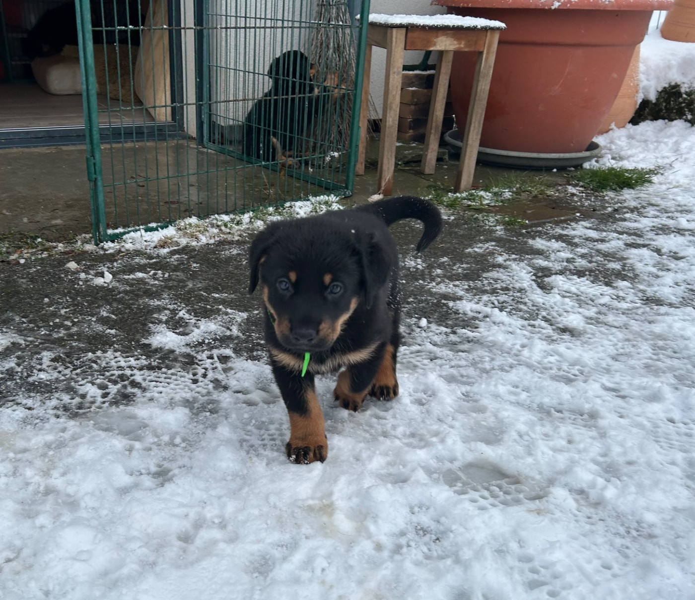 De Soro-soro - Chiots disponibles - Berger de Beauce