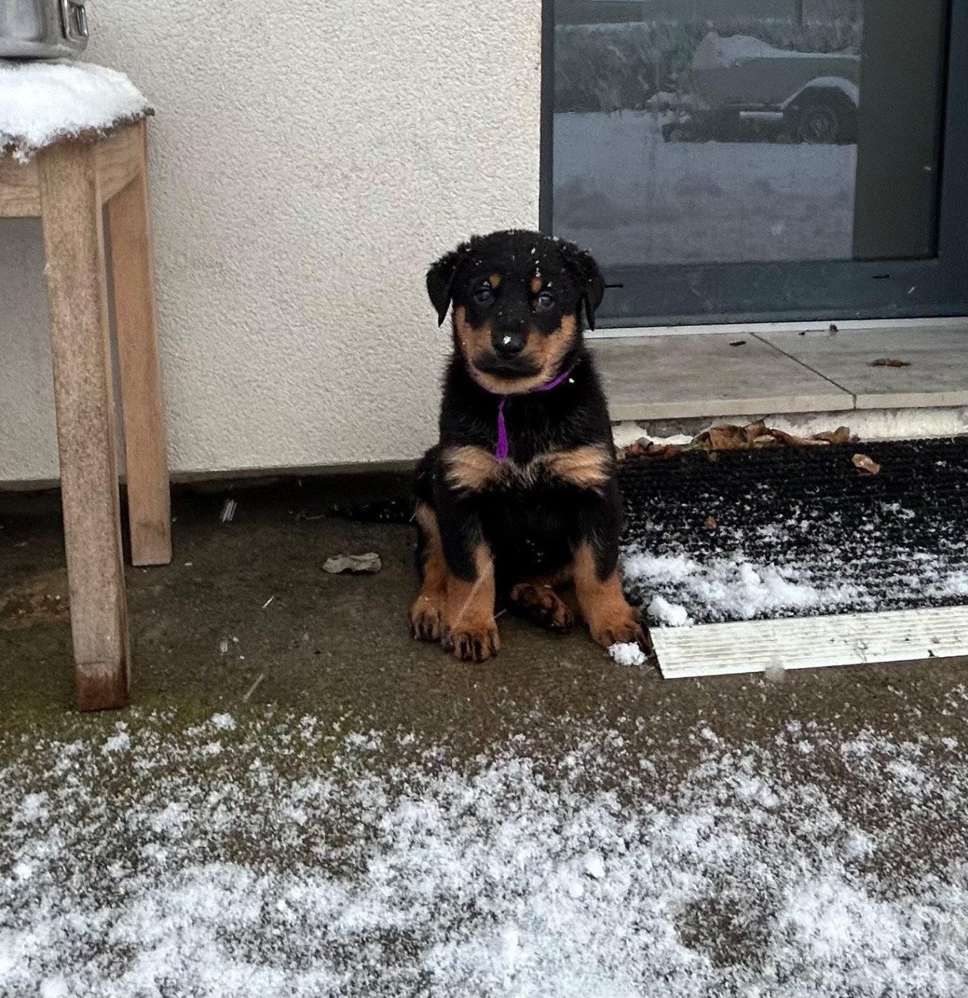 De Soro-soro - Chiots disponibles - Berger de Beauce