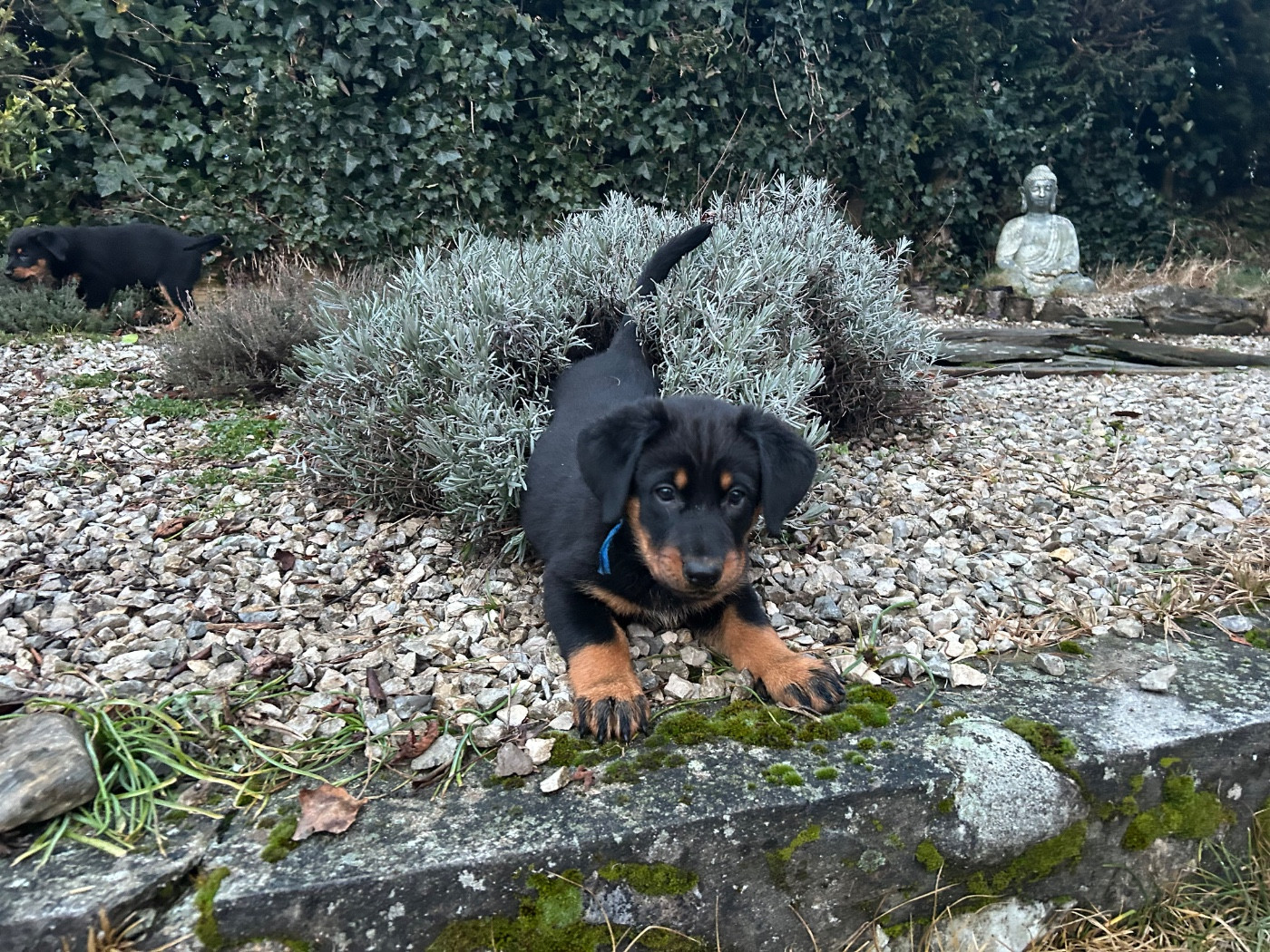 De Soro-soro - Chiots disponibles - Berger de Beauce